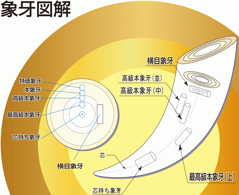 象牙図解